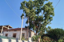 albero pericolante melito