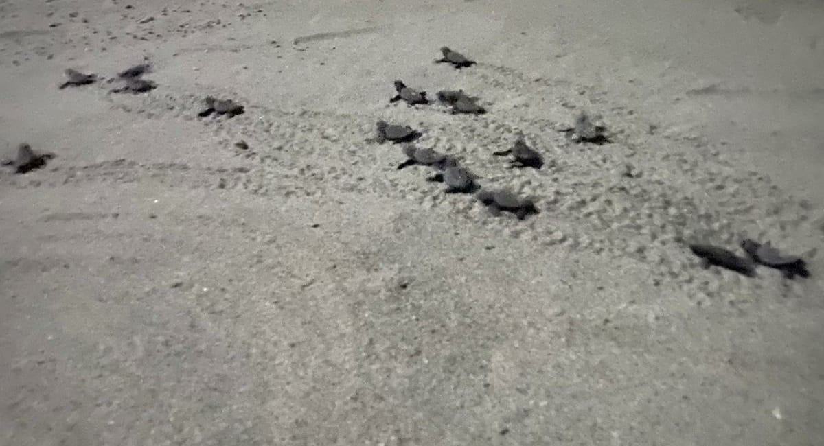 caretta caretta condofuri