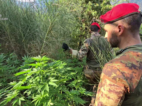 piantagione canapa aspromonte