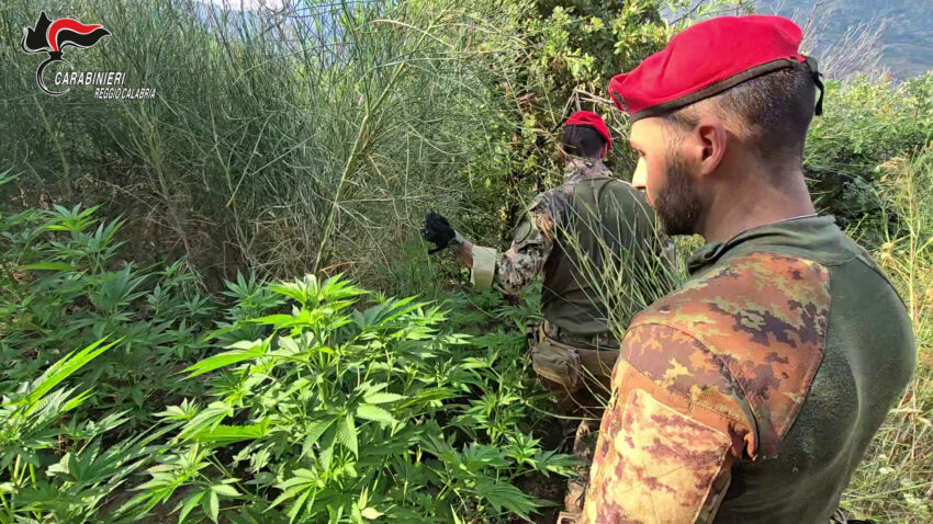 piantagione canapa aspromonte