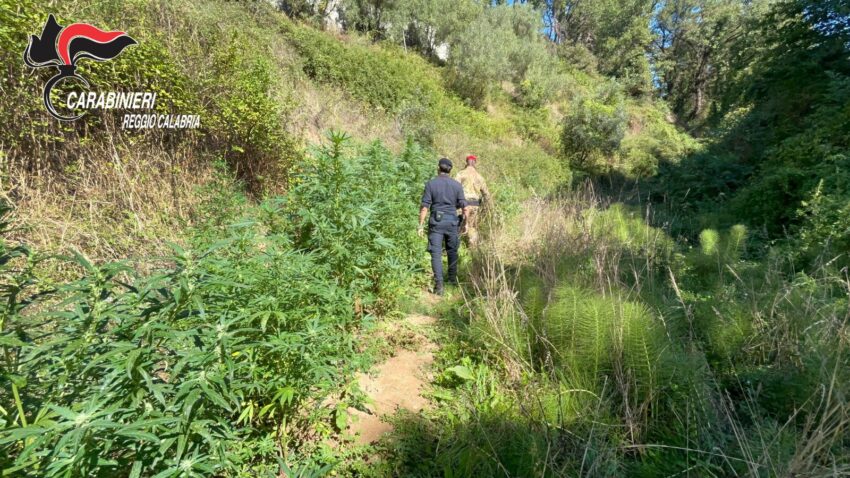 sequestro cannabis Delianuova