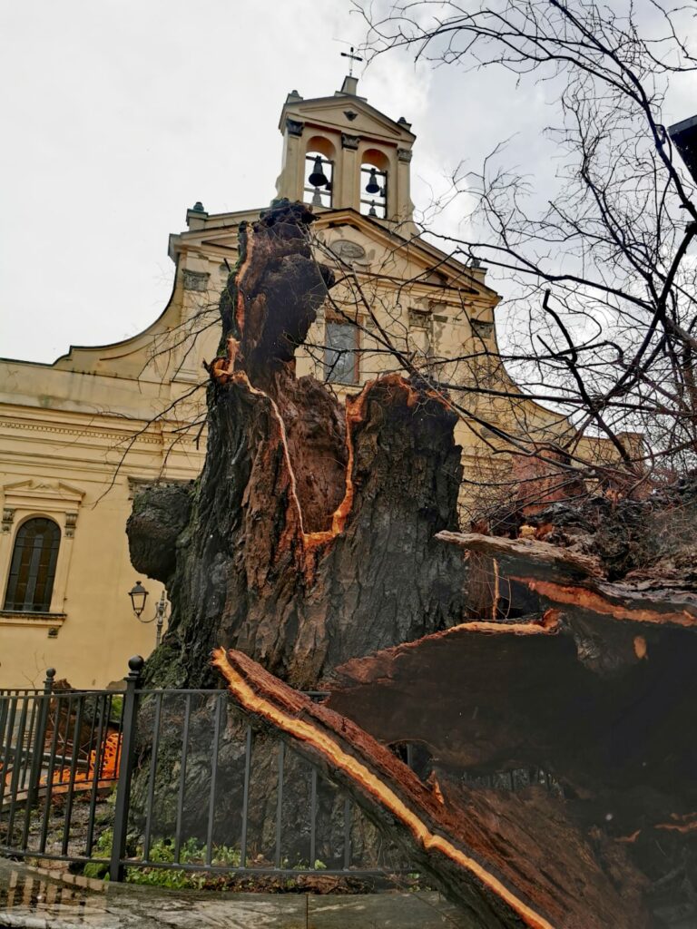 olmo san lorenzo