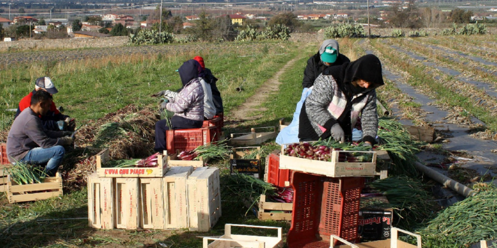 Sibaritide: caporalato e braccianti a rischio, 7mila lavoratori sfruttati