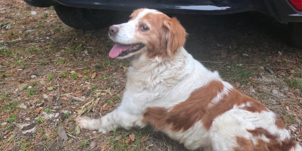 Cane smarrito recuperato nel Parco dell’aspromonte