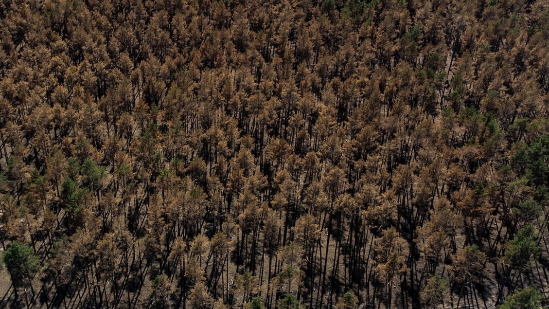 Coldiretti Calabria istituisce consulta regionale forestazione