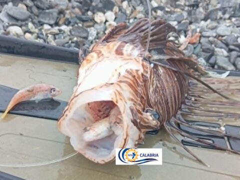 pesce scorpione