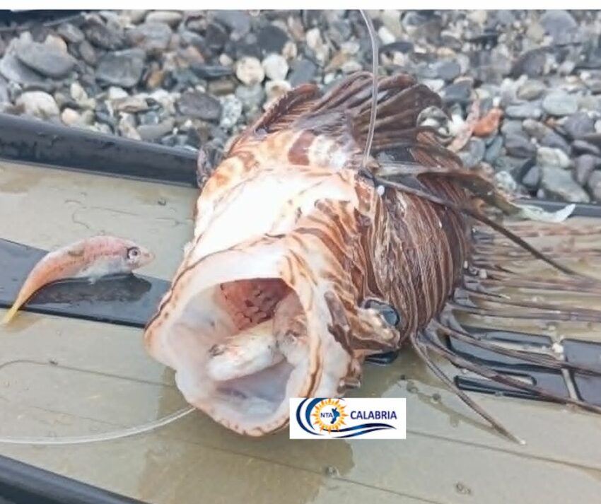 pesce scorpione