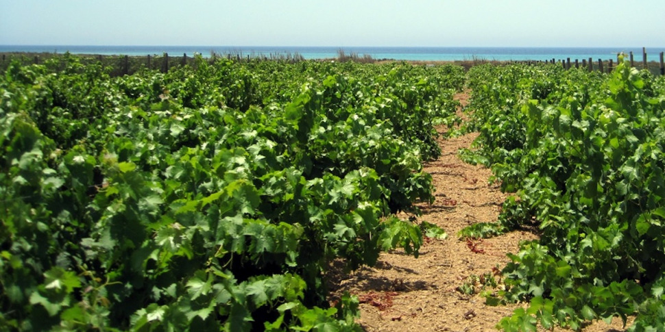 Clima Calabria cambia: agricoltura si adegua ai nuovi scenari