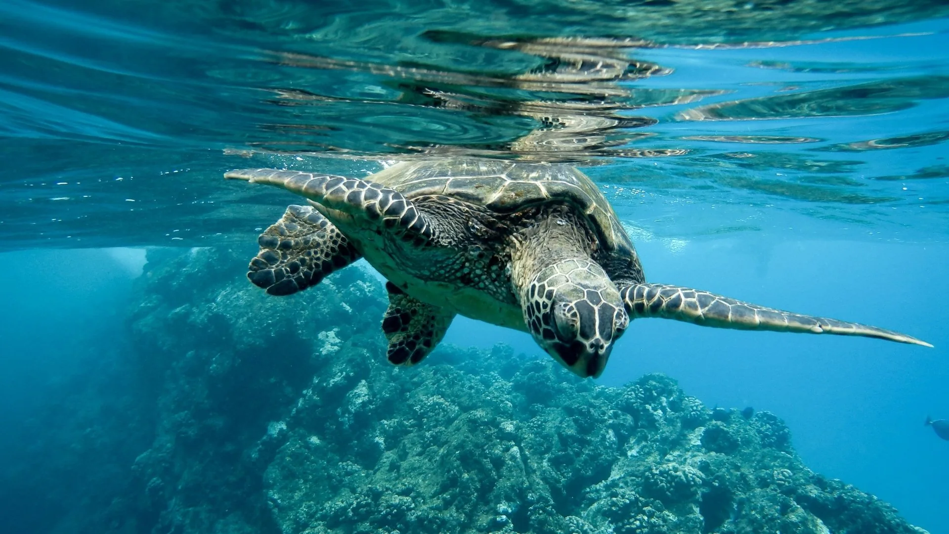 La Calabria culla delle Caretta caretta con 17 nidi monitorati