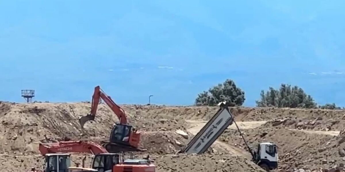Un ulivo Calabrese della Piana di Gioia Tauro diventa simbolo di resilienza in Puglia