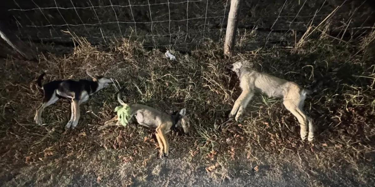 Avvelenamento cani a Steccato di Cutro, nove vittime