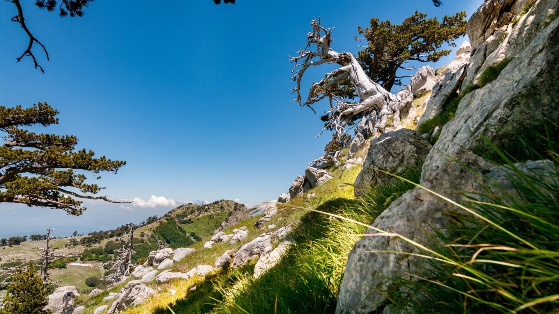 Nuova specie fiore Armeria dal Pollino