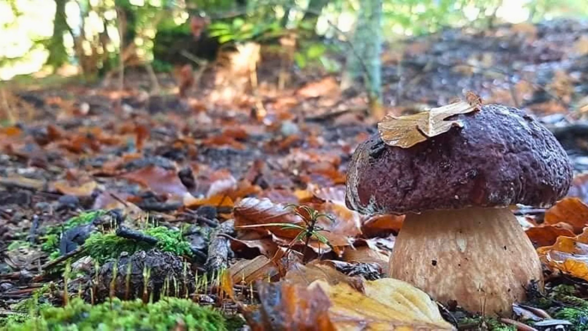 Serra San Bruno, i funghi migliori in festa