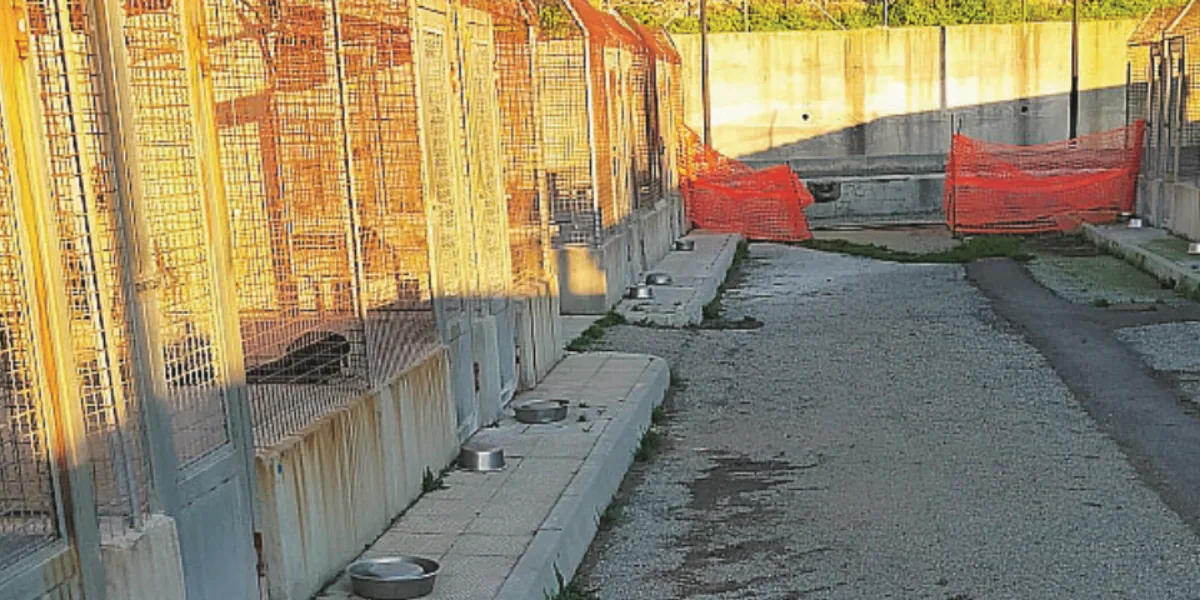 Reggio, 120mila euro per adeguare canile comunale