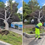 Albero cade in piazza Garibaldi a Reggio Calabria