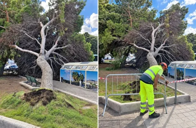 Albero cade in piazza Garibaldi a Reggio Calabria