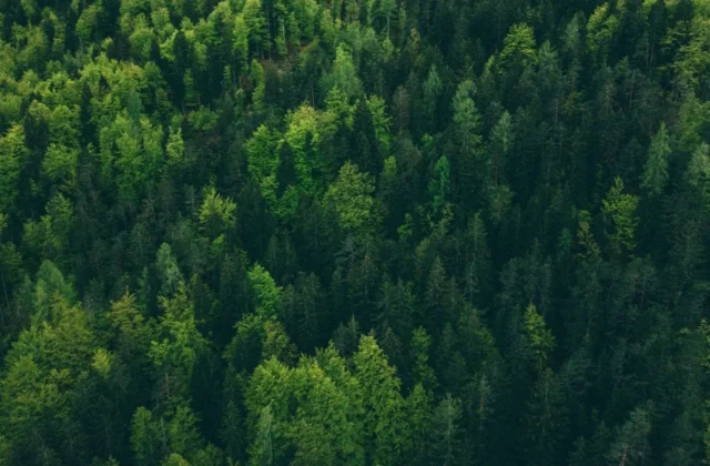 Forestazione in Calabria, sindacati e regione sul contratto