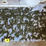 Marijuana sequestrata a Sinopoli, un arresto