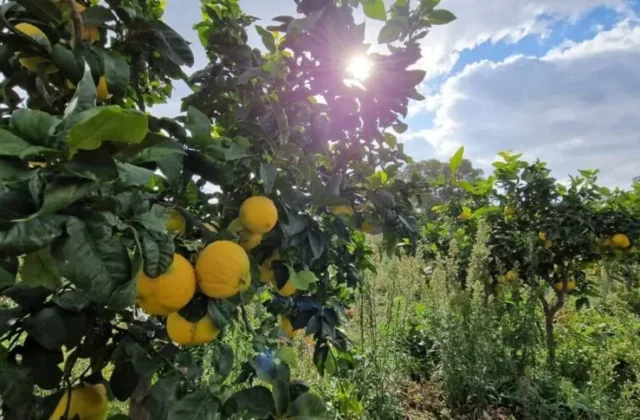Reggio, Tar ordina riconteggio voti seggio