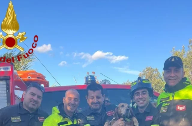 Cirò, cane da caccia bloccato in dirupo, salvato