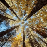 Foliage trekking, i Giganti della Sila