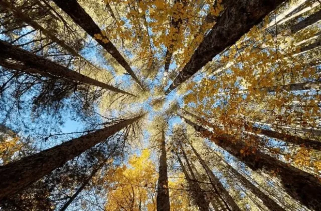 Foliage trekking, i Giganti della Sila