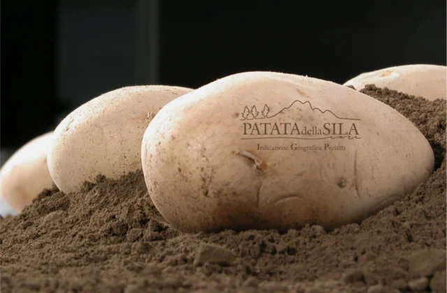 La patata della Sila IGP, un tesoro del territorio