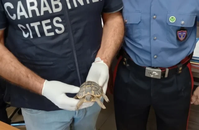 Arrestato un uomo a Pellaro con droga nello scaldabagno