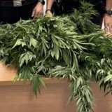 Quattro piante di canapa giganti nel giardino a Gimigliano