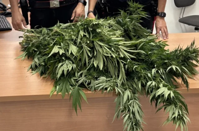 Quattro piante di canapa giganti nel giardino a Gimigliano