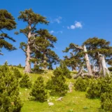 Pino Loricato, simbolo di resilienza nel Parco del Pollino