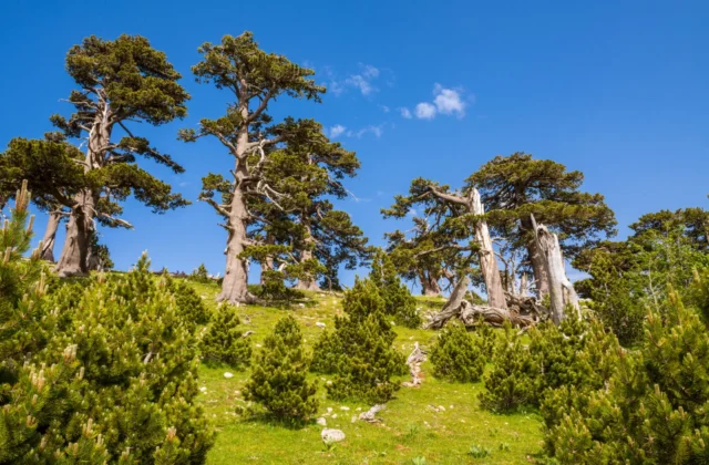 Pino Loricato, simbolo di resilienza nel Parco del Pollino