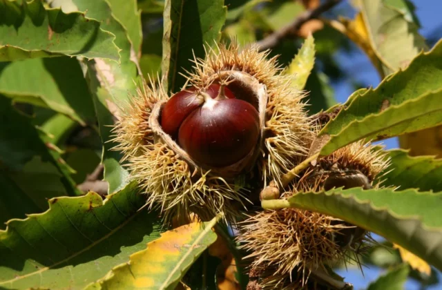 La castanicoltura Calabrese risorsa economica e culturale